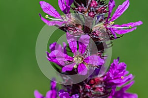 Lythrum salicaria flower growing in field, close up shoot