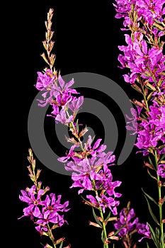 Lythrum salicaria flowers isolated on black background