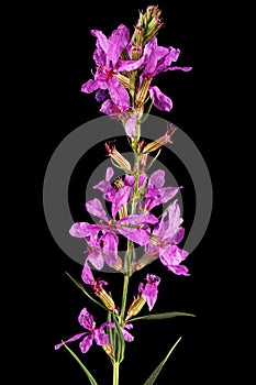 Lythrum salicaria flowers isolated on black background