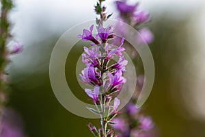 Macrophotography of purple flower with smooth blur background photo