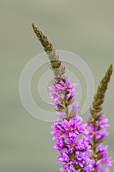 Lythrum salicaria purple loosestrife