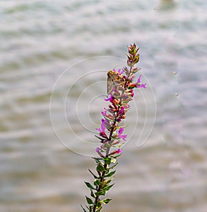 Lythrum salicaria, or purple loosestrife, with Corn Earworm Moth or Helicoverpa zea.