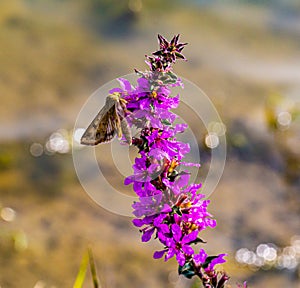 Lythrum salicaria, or purple loosestrife, with Corn Earworm Moth or Helicoverpa zea.