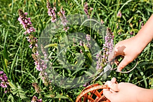 Lythrum salicaria, purple loosestrife, spiked loosestrife, purple Lythrum herb is collected by hand healers, and local witches, photo