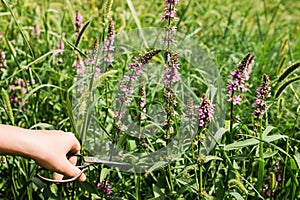 Lythrum salicaria, purple loosestrife, spiked loosestrife, purple Lythrum herb is collected by hand healers, and local witches, photo
