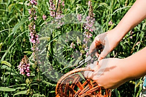 Lythrum salicaria, purple loosestrife, spiked loosestrife, purple Lythrum herb is collected by hand healers, and local witches, photo