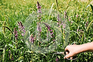 Lythrum salicaria, purple loosestrife, spiked loosestrife, purple Lythrum herb is collected by hand healers, and local
