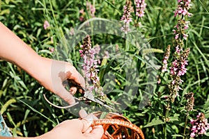 Lythrum salicaria, purple loosestrife, spiked loosestrife, purple Lythrum herb is collected by hand healers, and local photo