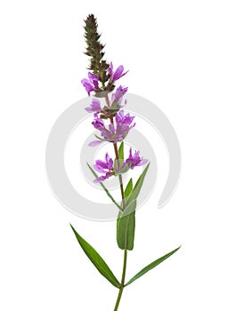 Lythrum Salicaria Purple Lythrum isolated on white background