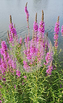 Lythrum salicaria on waterfront