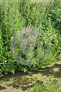 Lythrum, Spiked Loosestrife