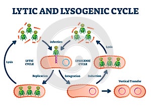 Lytic and lysogenic cycle vector illustration. Labeled educational scheme.