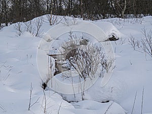 A small stream in a forest in Iceland