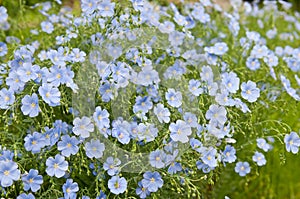 LÃÂ­num flowers