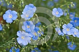 LÃÂ­num flowers