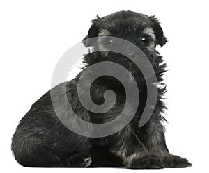 LÃÂ¶wchen or Petit Chien Lion puppy, 3 weeks old