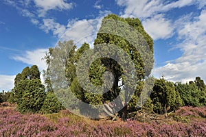 LÃÂ¼neburger Heide
