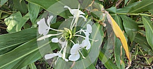 LÃ­rio-do-brejo, Ginger lily,  Hedychium coronarium