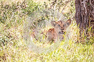 LÃ¶wenfamilie in Kenia, Savanne. kleine lÃ¶wenbabys auf einer wiese auf safari in der masai mara Tsavo.