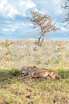 LÃ¶wenfamilie in Kenia, Savanne. kleine lÃ¶wenbabys auf einer wiese auf safari in der masai mara Tsavo.