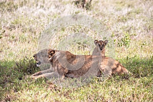 LÃ¶wenfamilie in Kenia, Savanne. kleine lÃ¶wenbabys auf einer wiese auf safari in der masai mara Tsavo.