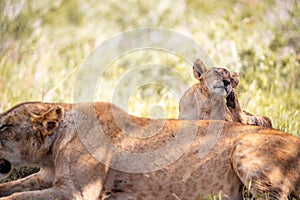 LÃ¶wenfamilie in Kenia, Savanne. kleine lÃ¶wenbabys auf einer wiese auf safari in der masai mara Tsavo.