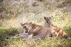LÃ¶wenfamilie in Kenia, Savanne. kleine lÃ¶wenbabys auf einer wiese auf safari in der masai mara Tsavo.