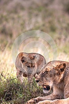 LÃ¶wenfamilie in Kenia, Savanne. kleine lÃ¶wenbabys auf einer wiese auf safari in der masai mara Tsavo.