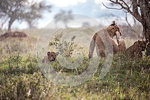 LÃ¶wenfamilie in Kenia, Savanne. kleine lÃ¶wenbabys auf einer wiese auf safari in der masai mara Tsavo.