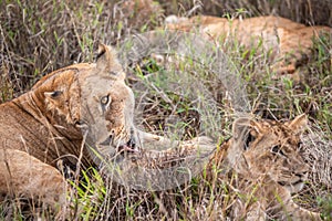 LÃ¶wenfamilie in Kenia, Savanne. kleine lÃ¶wenbabys auf einer wiese auf safari in der masai mara Tsavo.