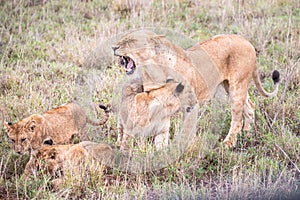 LÃ¶wenfamilie in Kenia, Savanne. kleine lÃ¶wenbabys auf einer wiese auf safari in der masai mara Tsavo.