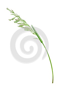 Blade of grass. White background.