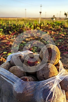 agriculture crisis in kurdistan