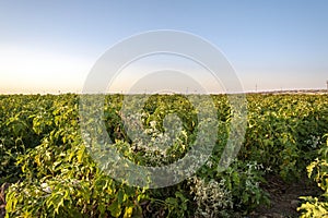 agriculture crisis in kurdistan