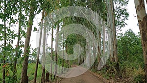 MA driver`s point of view on a dirt road between many eucalyptus trees.