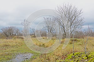 Maarjamae cliff with moss and bare trees