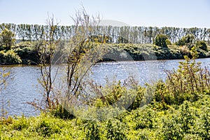 Maas river among wild vegetation, trees in line in Belgian countryside in background