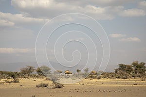 Maasai boma in tanzanian landscape