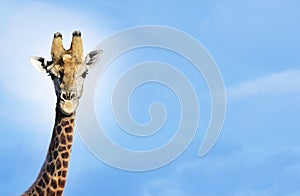 Maasai Giraffe (Giraffa Camelopardalus) against blue sky photo