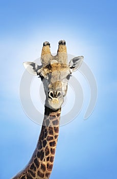 Maasai Giraffe (Giraffa Camelopardalus) against blue sky