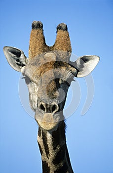 Maasai Giraffe (Giraffa Camelopardalus) close-up