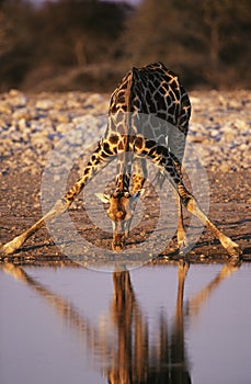 Maasai Giraffe (Giraffa Camelopardalus) drinking at waterhole