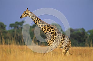 Maasai Giraffe (Giraffa Camelopardalus) on savannah