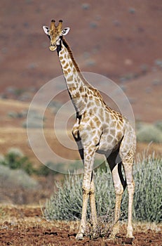 Maasai Giraffe (Giraffa Camelopardalus) on savannah