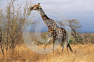 Maasai Giraffe (Giraffa Camelopardalus) on savannah photo