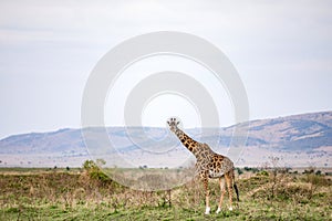 Maasai Giraffe On The Lookout On Savannah Grassland Near The Rough Road In The Maasai Mara National Game Reserve Park Rift valley