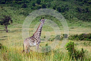 Maasai giraffe, Maasai Mara Game Reserve, Kenya