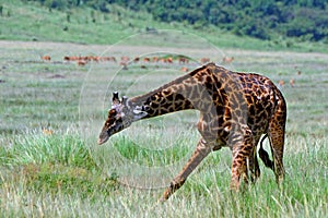 Maasai giraffe, Maasai Mara Game Reserve, Kenya