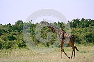 Maasai giraffe, Maasai Mara Game Reserve, Kenya