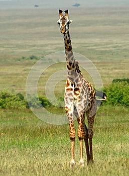 Maasai giraffe, Maasai Mara Game Reserve, Kenya